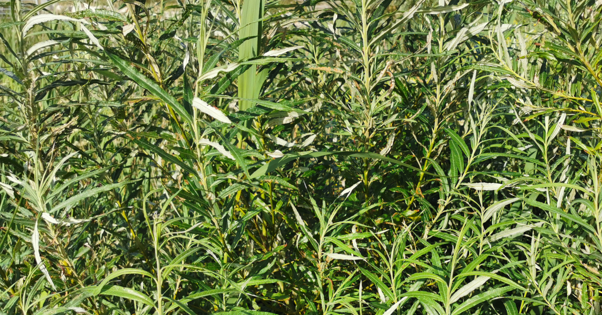  An Saighleánach Salix viminalis