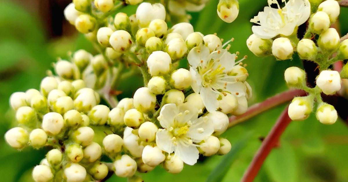  An Caorthann Sorbus aucuparia