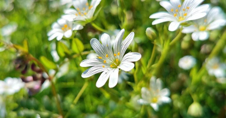  An Tursarraing Mhór Stellaria holostea