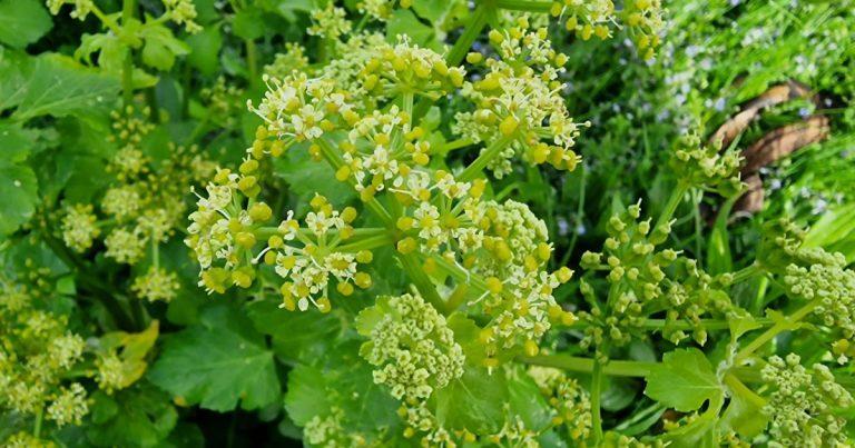  An Lusrán Grándubh Smyrnium olusatrum