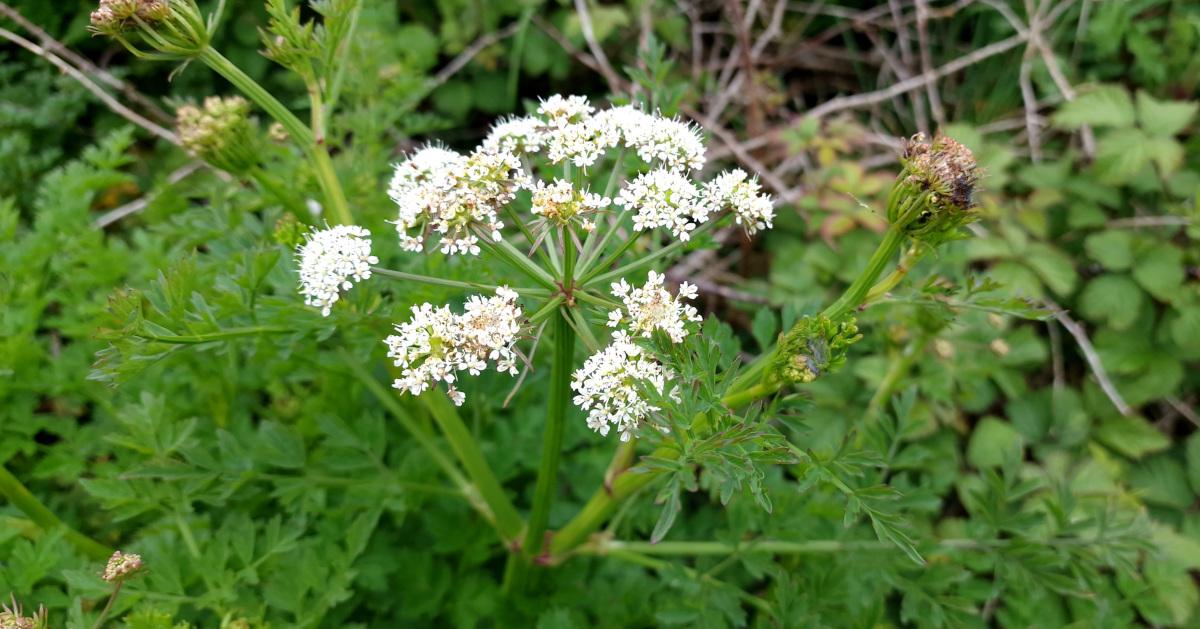  An Dáthabha Bán Oenanthe crocata
