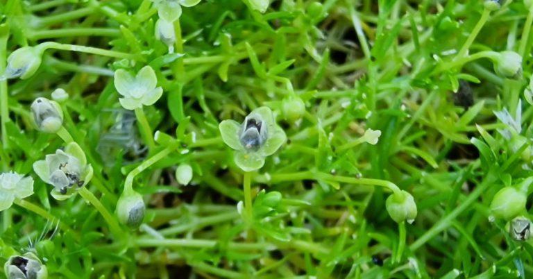  An Mongán Sínte Sagina procumbens
