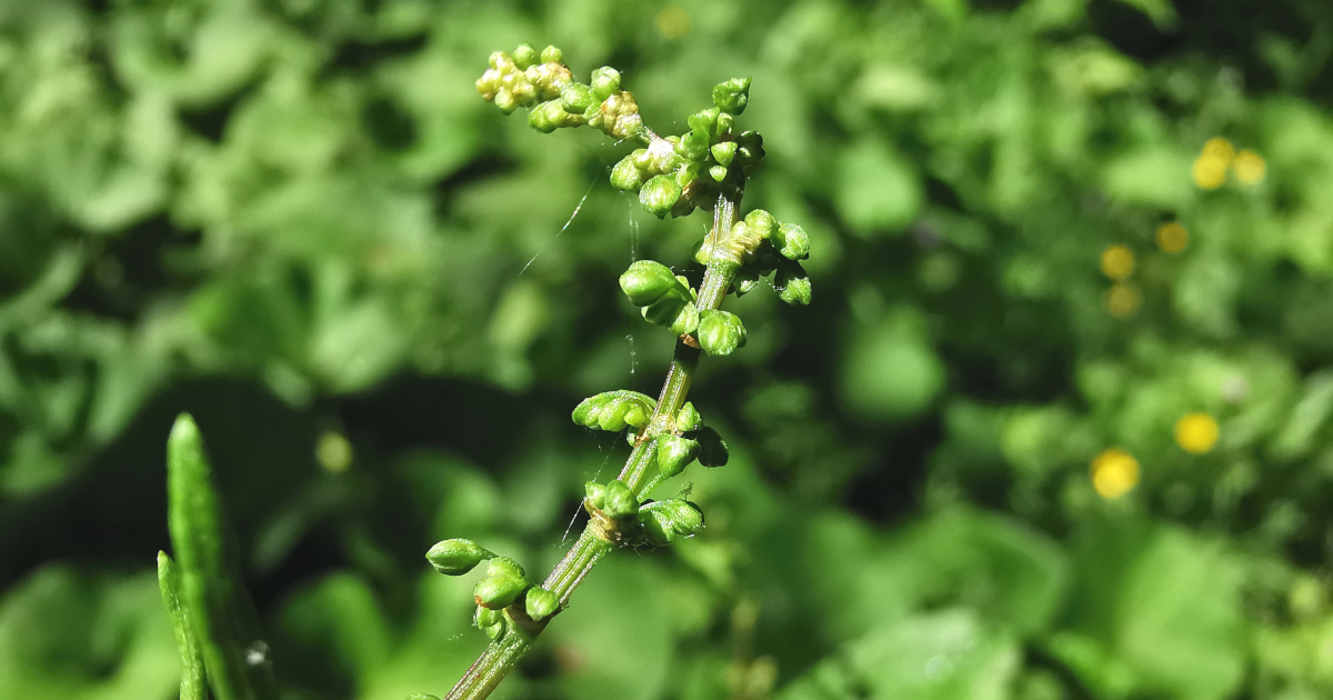  An Chopóg Thriopallach Rumex conglomeratus