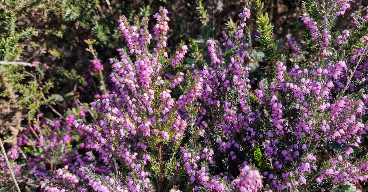  An Fraoch Camógach Erica erigena