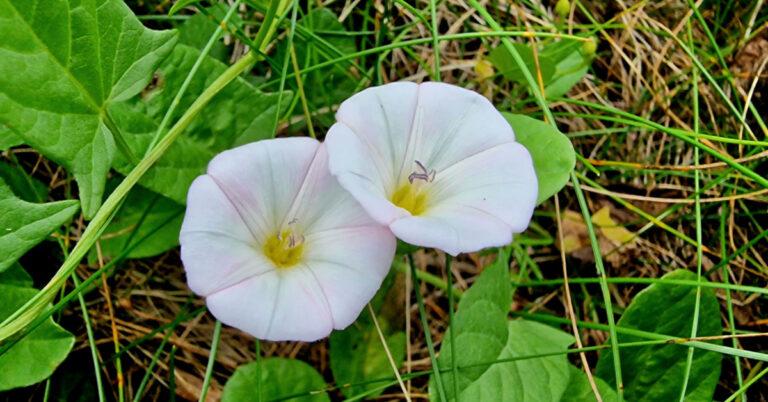  An Ainleog Convolvulus arvensis