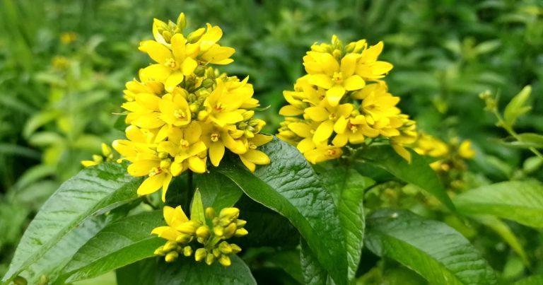  An Breallán Léana Lysimachia vulgaris