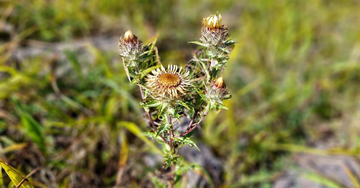  An Feochadán Mín Carlina vulgaris