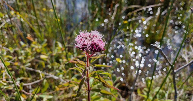  An Chnáib Uisce Eupatorium cannabinum
