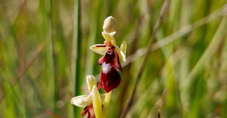  Magairlín na Míoltóg Ophrys insectifera