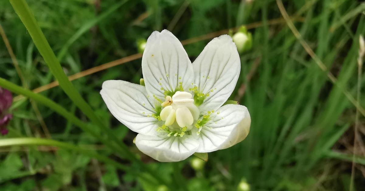  An Fhionnscoth Parnassia palustris