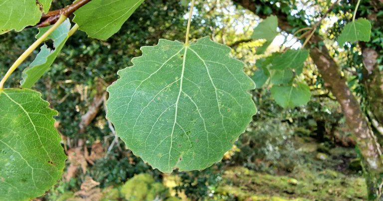  An Crann Creathach Populus tremula