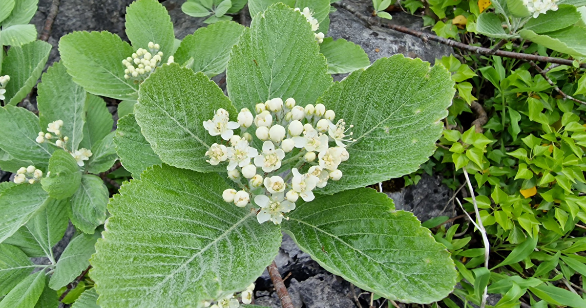 An Fionncholl Coiteann Sorbus aria