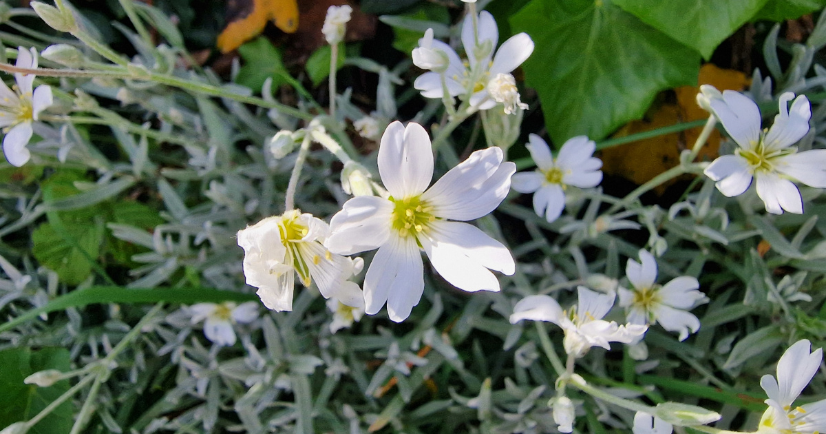  An Chluas Luchóige Lomrach Cerastium tomentosum