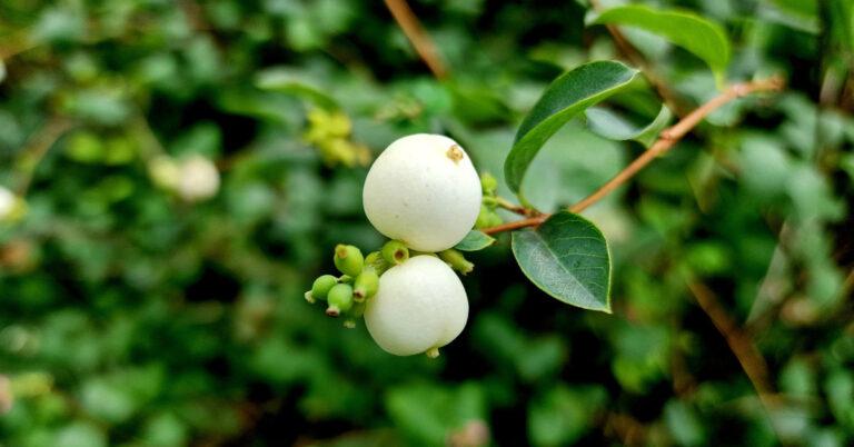  An Póirín Sneachta Symphoricarpos albus