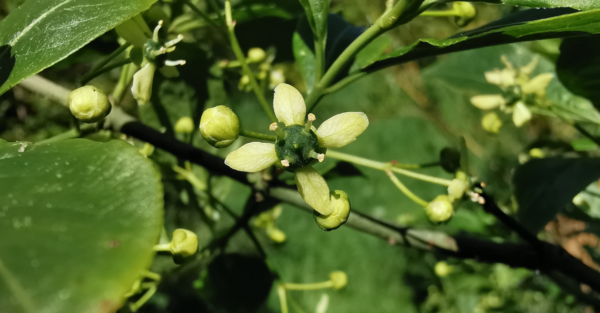  An Feoras Euonymus europaeus