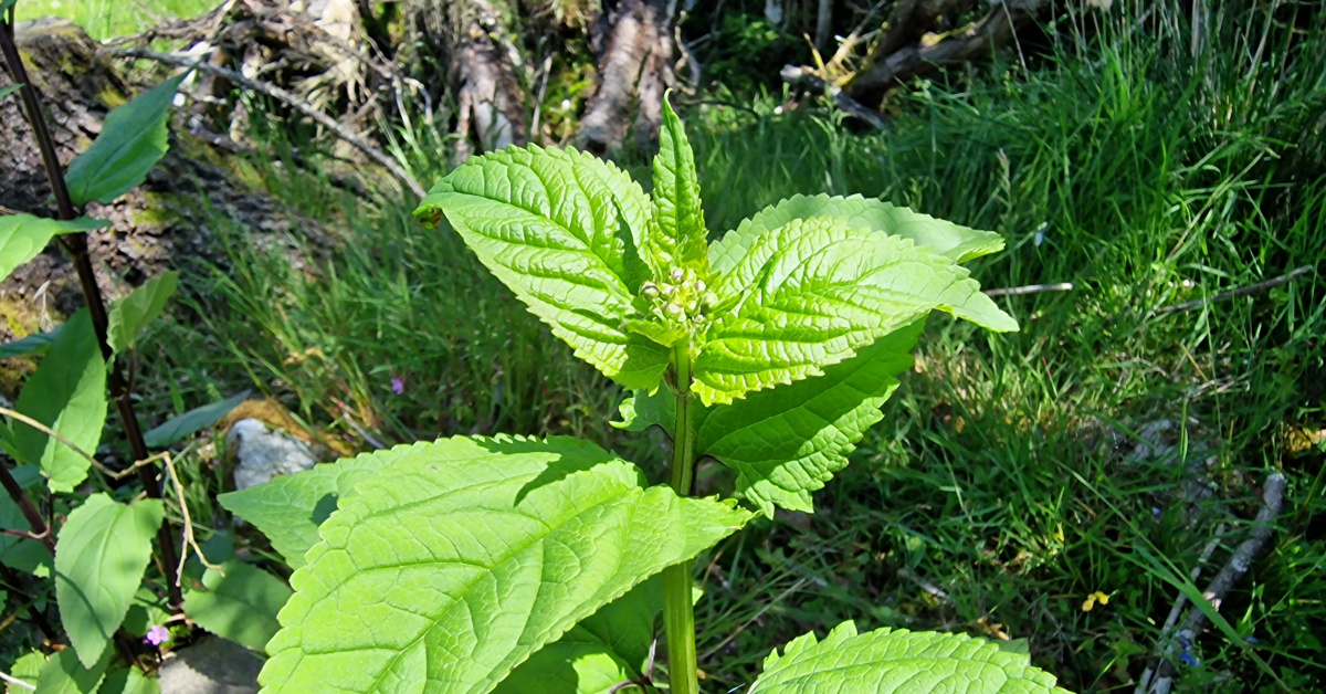  An Donnlus Scrophularia nodosa