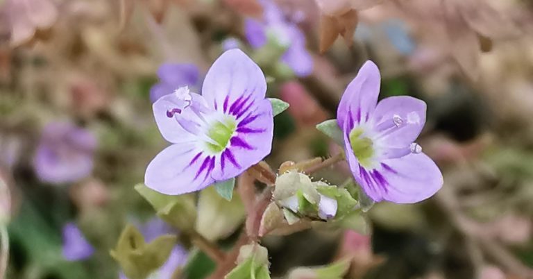  An Biolar Grá Veronica anagallis-aquatica