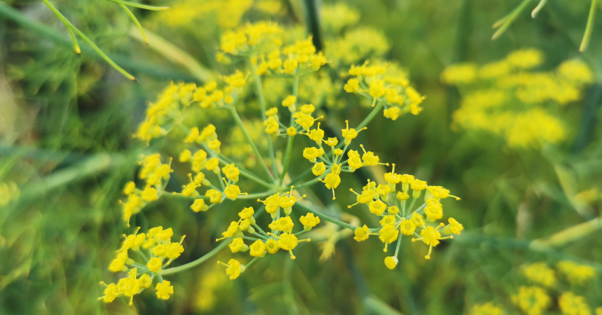  Finéal Foeniculum vulgare