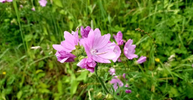  An Hocas Muscach Malva moschata