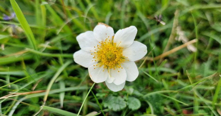  An Leaithín Dryas octopetala