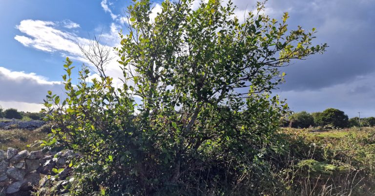  An tSailchearnach Salix caprea