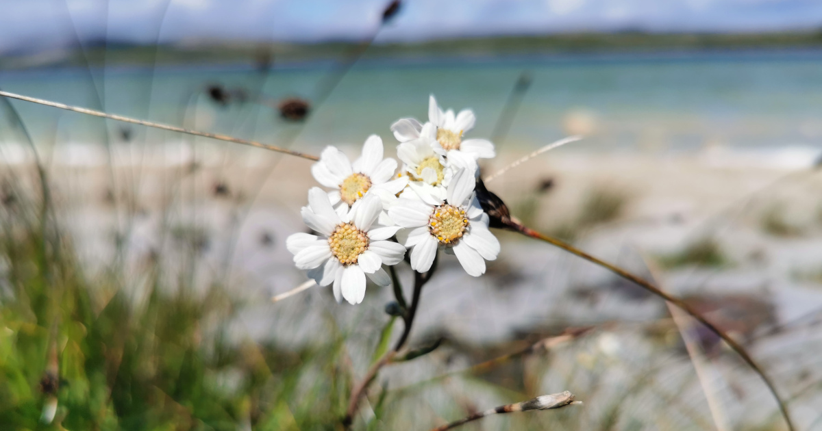  An Lus Corráin Achillea ptarmica