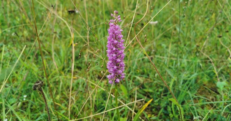  An Lus Taghla Gymnadenia conopsea