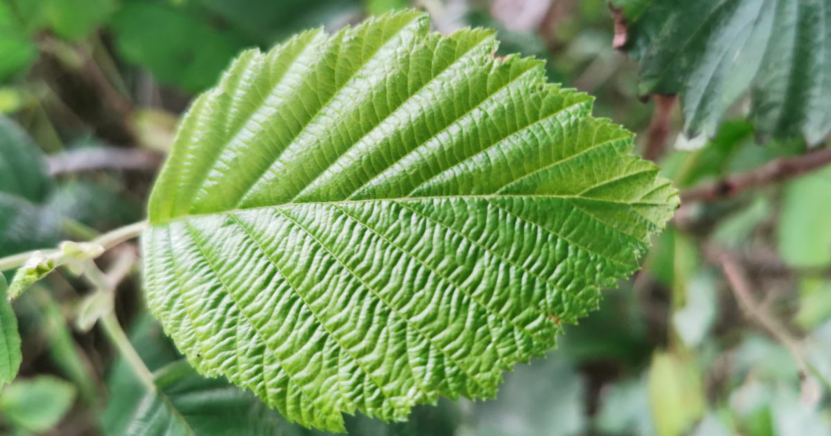  An Fhearnóg Liath Alnus incana