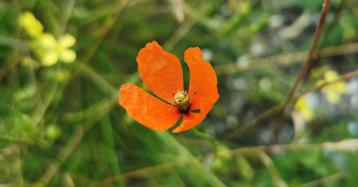  An Chailleach Fhada Papaver dubium