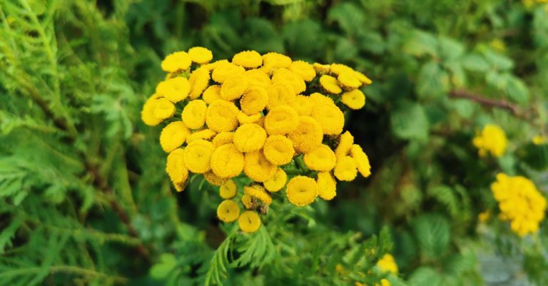  An Franclus Tanacetum vulgare