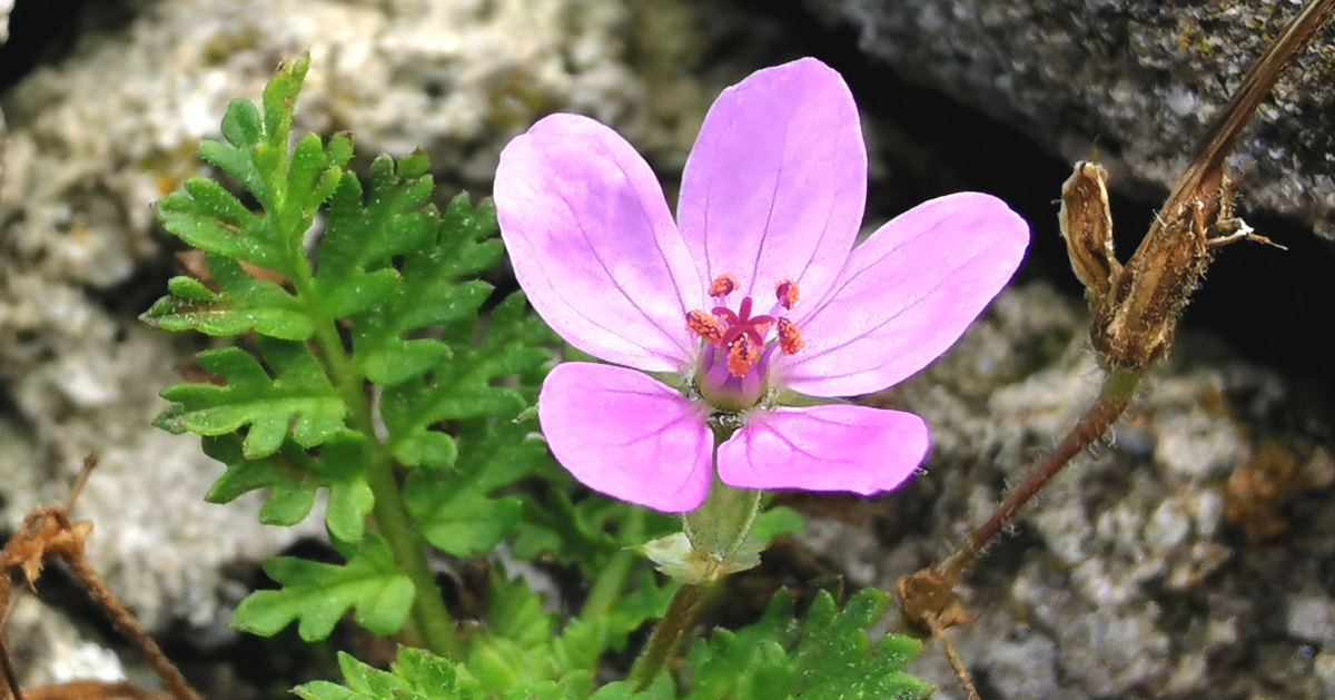  An Creagach Erodium cicutarium