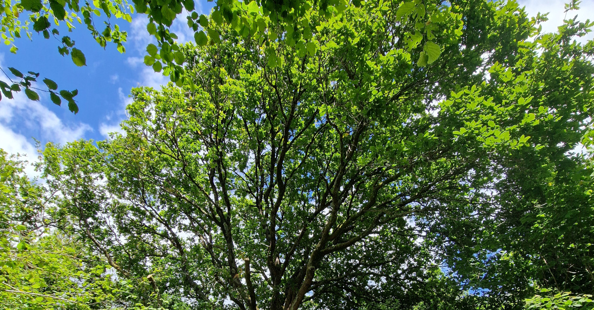  An Dair Ghallda Quercus robur