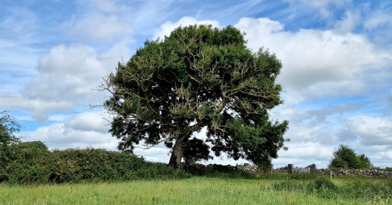  An Fhuinseog Fraxinus excelsior