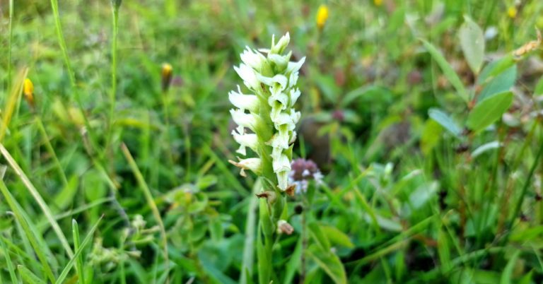  An Cúilín Gaelach Spiranthes romanzoffiana