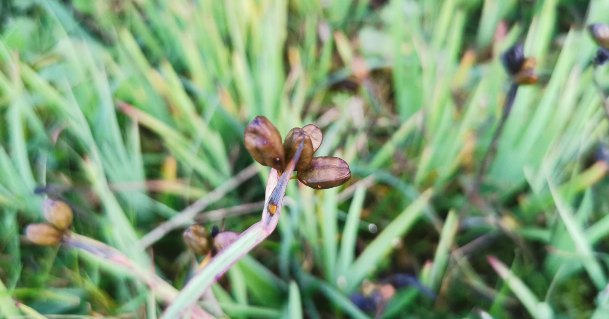  An Feilistrín Buí Sisyrinchium californicum