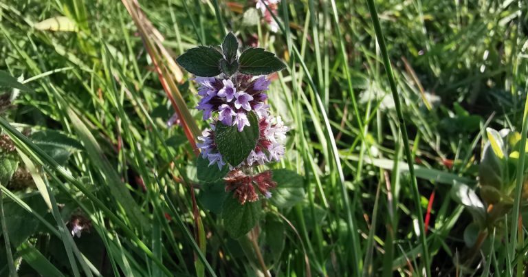  An Mismín Arbhair Mentha arvensis