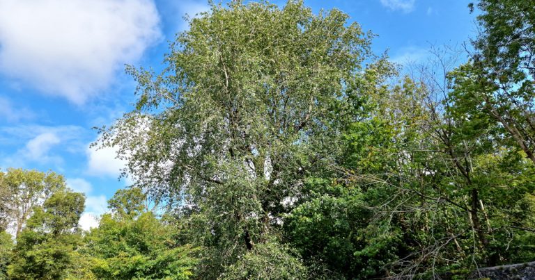  An Phoibleog Liath Populus x canescens