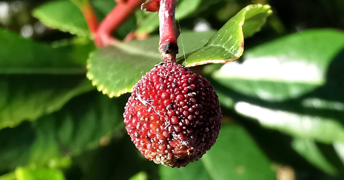  An Chaithne Arbutus unedo
