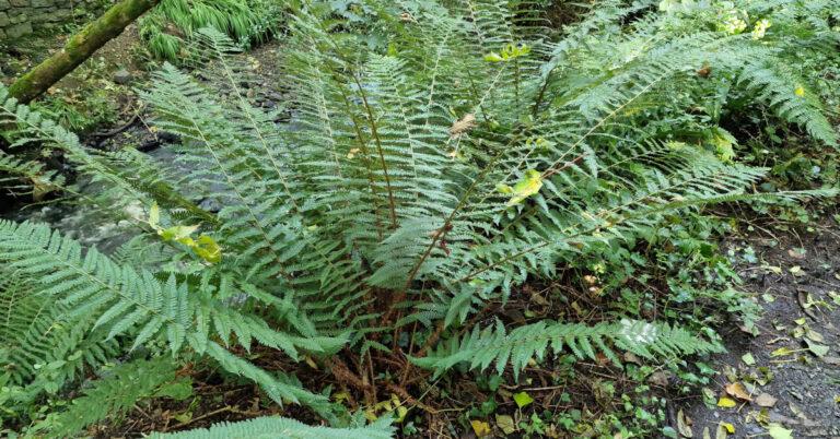  An Ibheag Bhog Polystichum setiferum