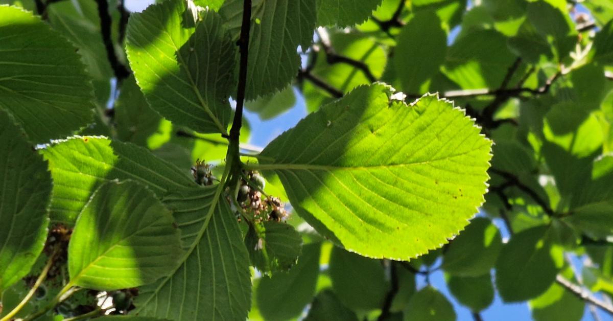  An Fionncholl Gaelach Sorbus hibernica