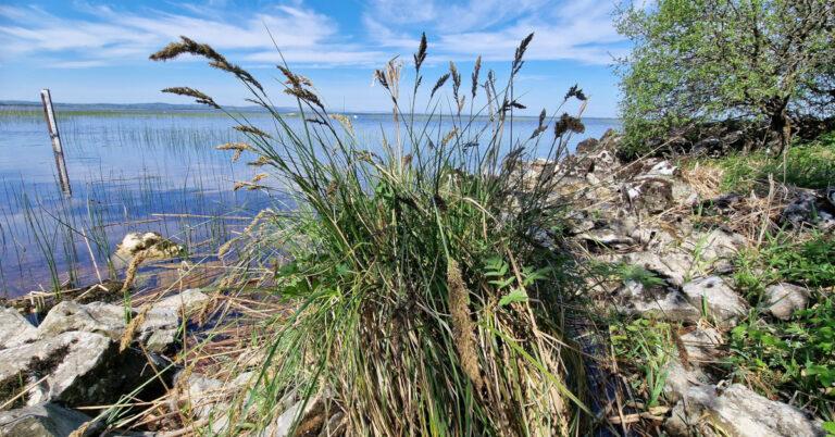  An Chíb Thortógach Mhór Carex paniculata