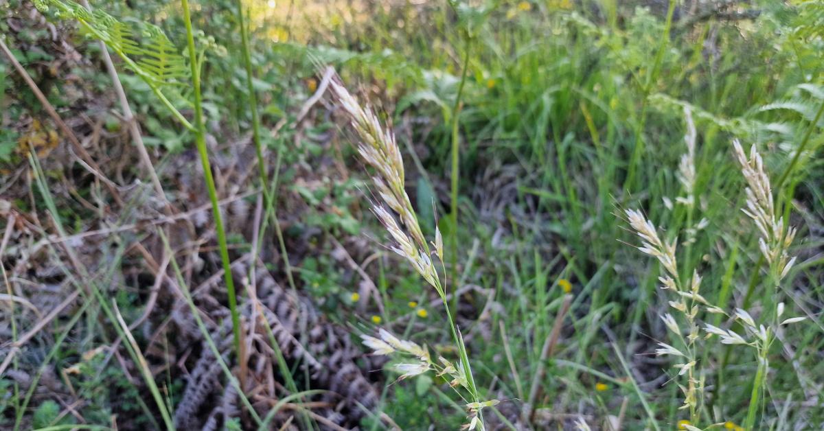 An Coirce Clúmhach Avenula pubescens