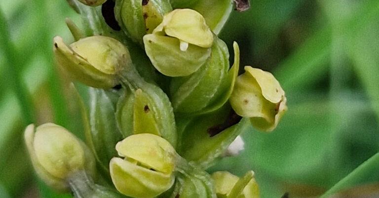  Magairlín an Loscáin Dactylorhiza viridis