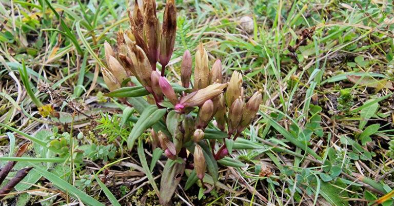  An Muilcheann Gentianella amarella