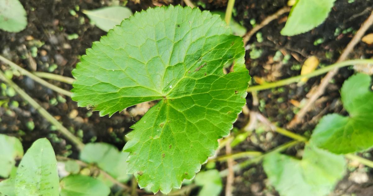  An Lus Buí Bealtaine Caltha palustris