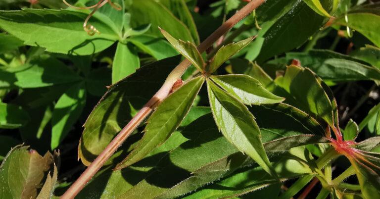  Athair Virginia Parthenocissus quinquefolia