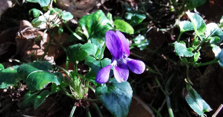  An tSailchuach Luath Viola reichenbachiana