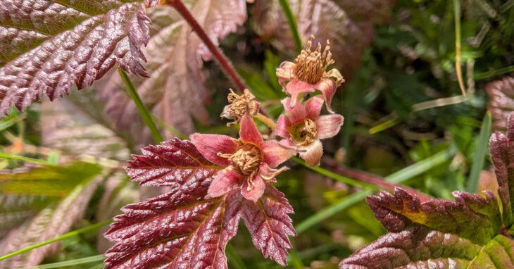  Sú na mBan Mín Rubus saxatilis