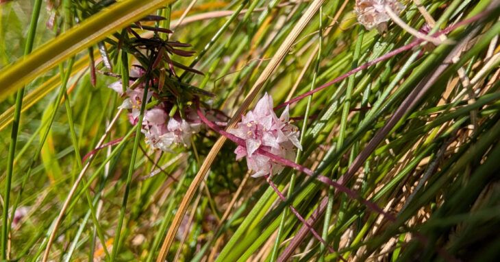  An Clamhán Cuscata epithymum