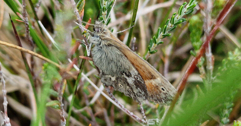 An Fraochán Mór Coenonympha tullia